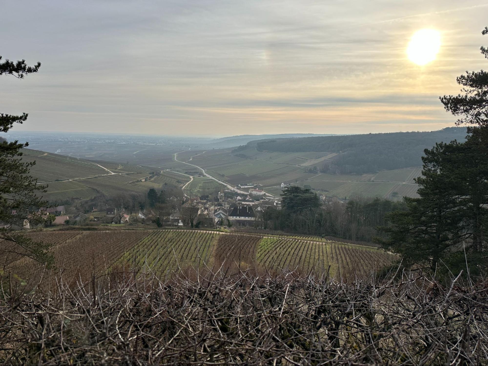 Burgundy Landscape